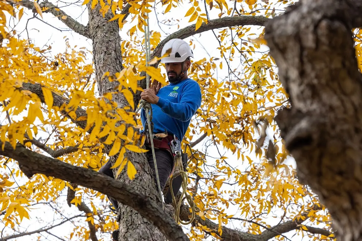 Skilled Tree Transplanting crew working in Merrifield